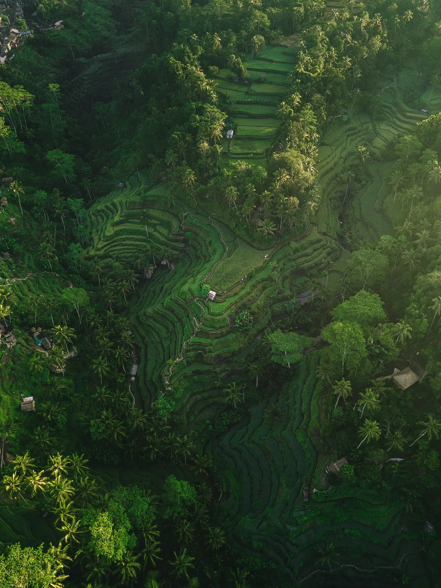 Ubud Cultural Experiences tour photo 3 - Ubud Cultural Experiences with Calypso Bali